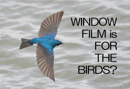 Window film for birds